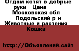 Отдам котят в добрые руки › Цена ­ 100 - Московская обл., Подольский р-н Животные и растения » Кошки   